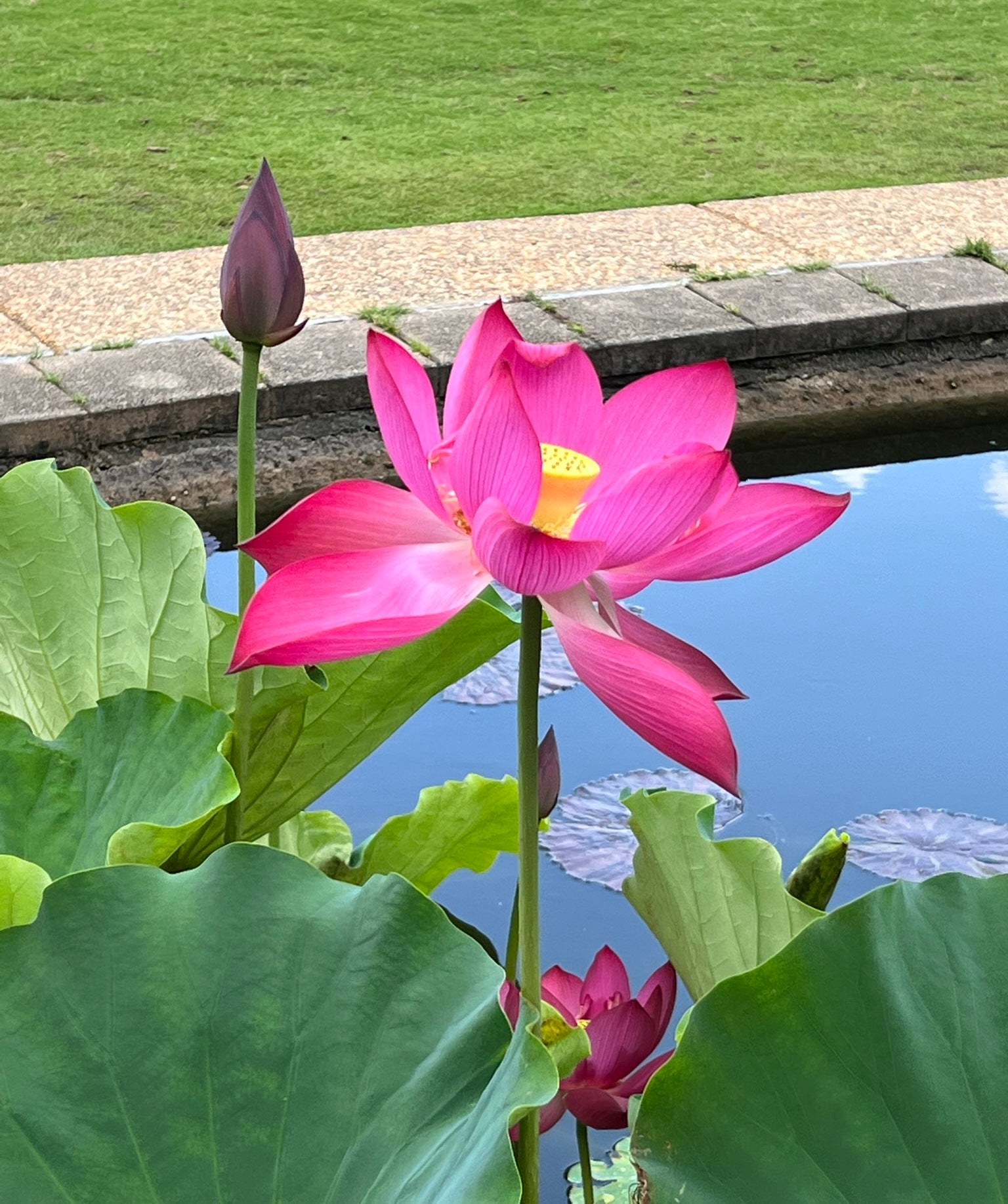 pink lotus flower seeds Sacred Lotus Nelumbo nucifera 10 Seeds – R&B Floridaseeds