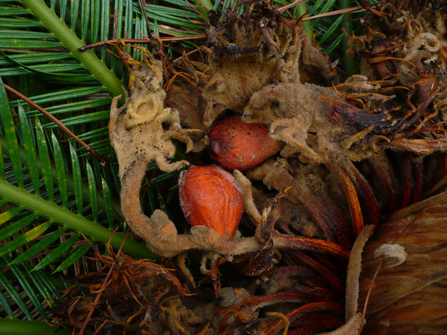 Sago Palm Cycas revoluta 5 Seeds