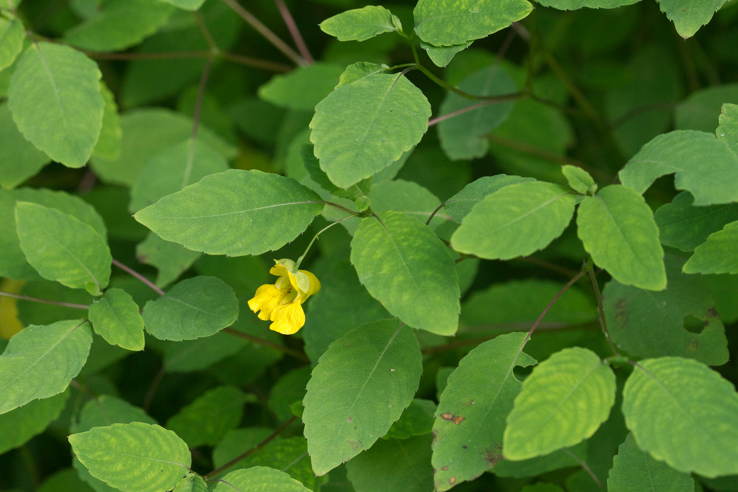 Yellow Jewelweed 20 Seeds Impatiens pallida