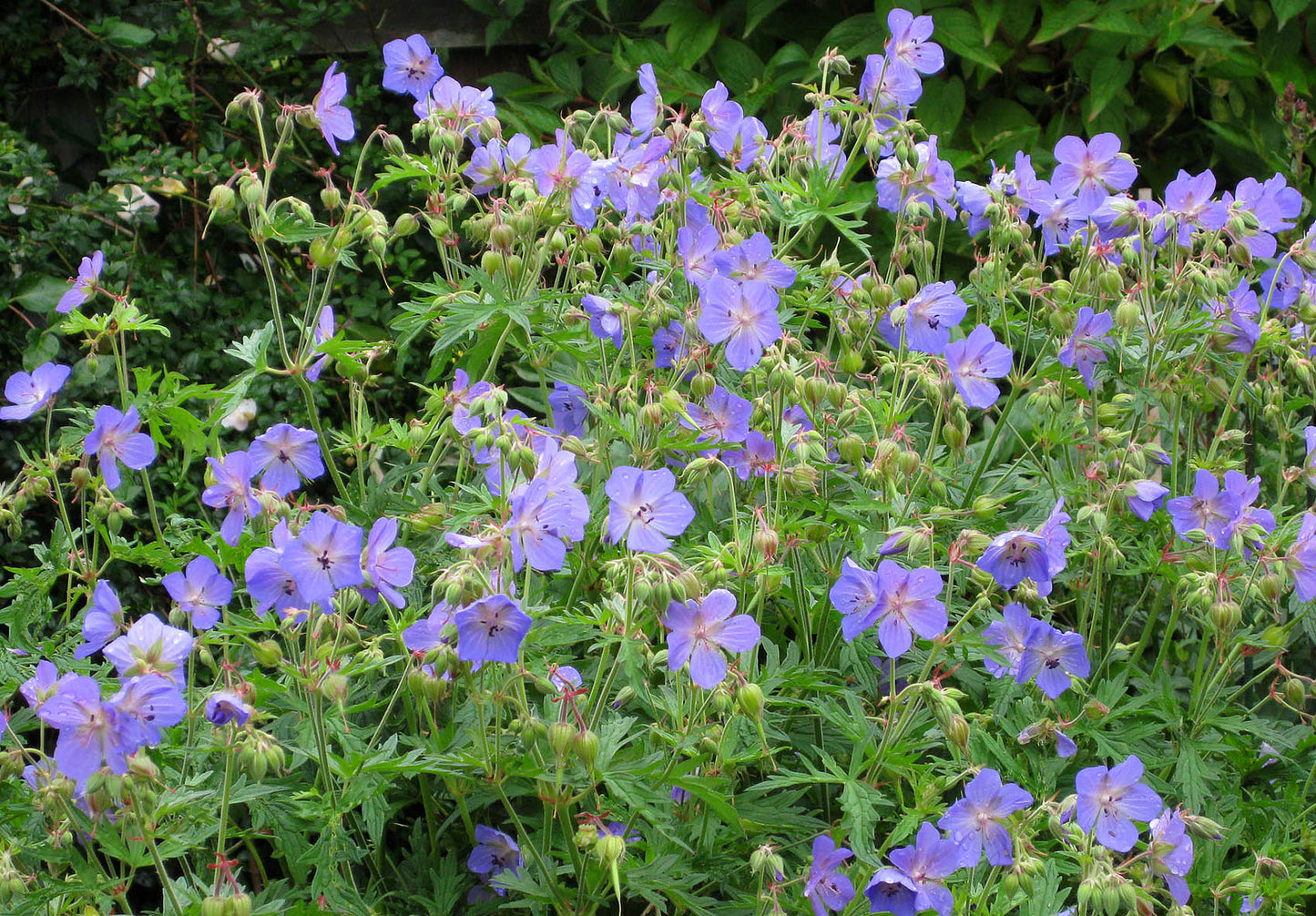 Meadow Cranesbill 10 Seeds Geranium pratense