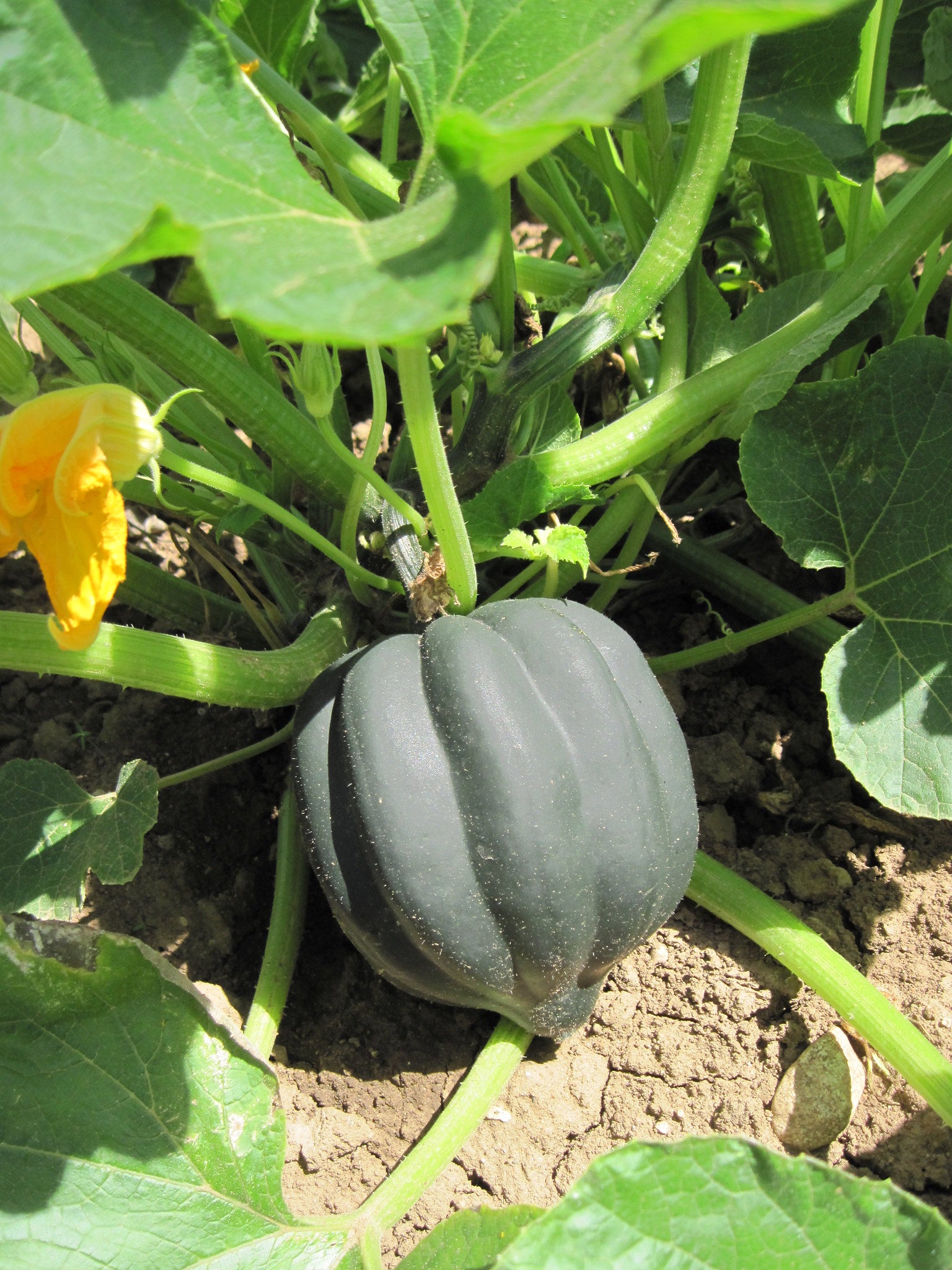 acorn squash seeds for planting Acorn Squash 100 Seeds Cucurbita pepo – R&B Floridaseeds