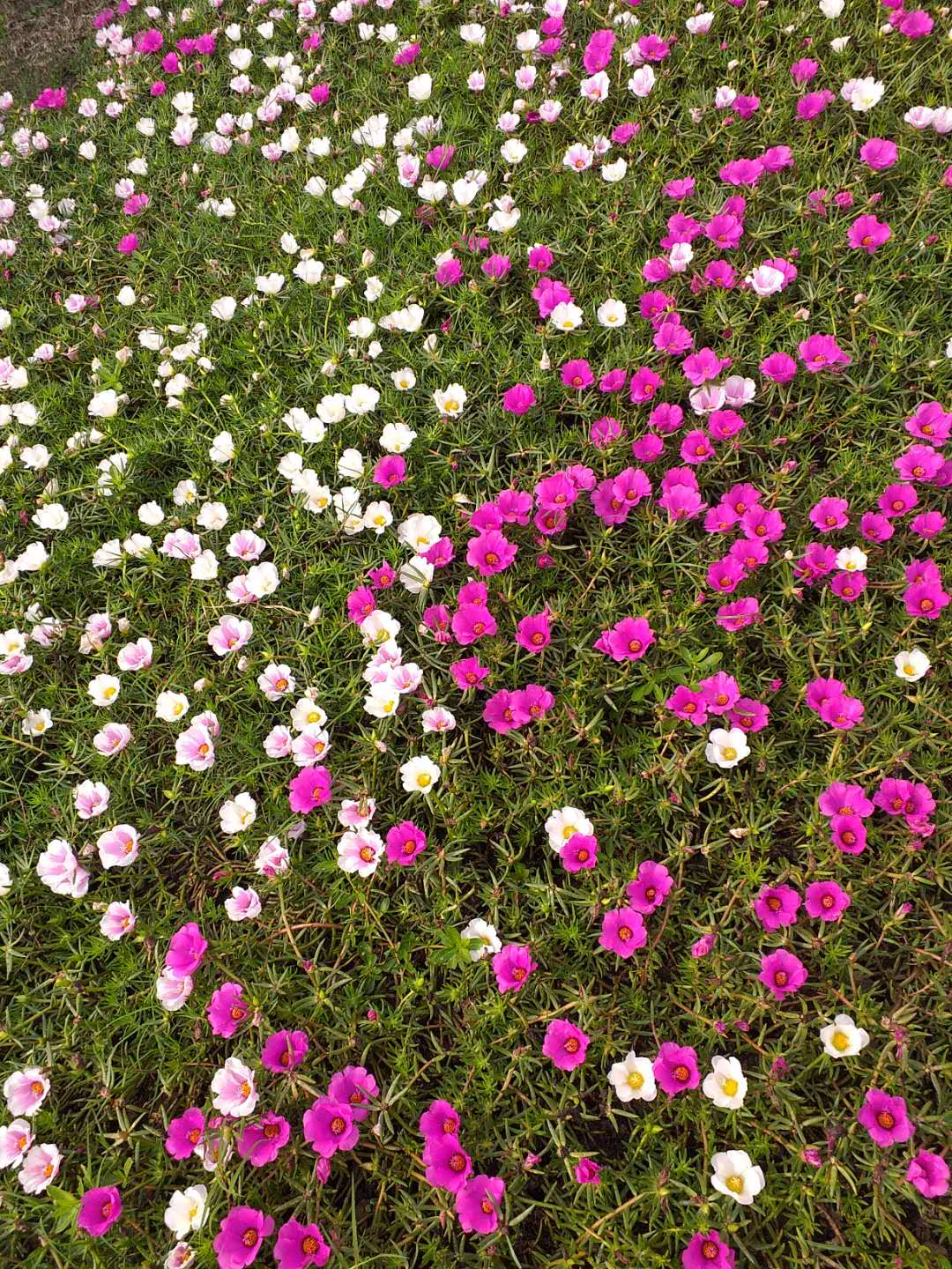 Moss Rose Single Mix 100 Seeds Portulaca grandiflora