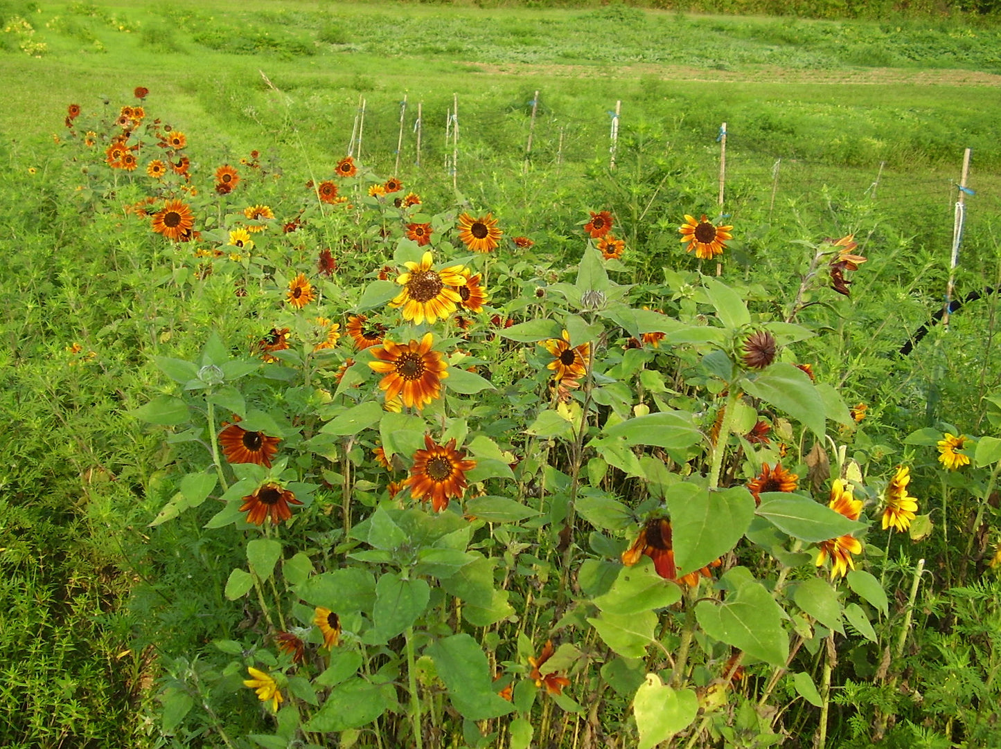 Velvet Queen Sunflower 100 Seeds Helianthus annuus