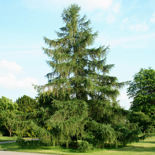 European Larch Larix decidua 100 Seeds  USA Company