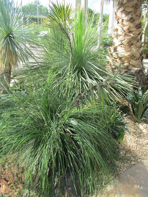 Bolivian Puya 25 Seeds Bromeliad Puya mirabilis