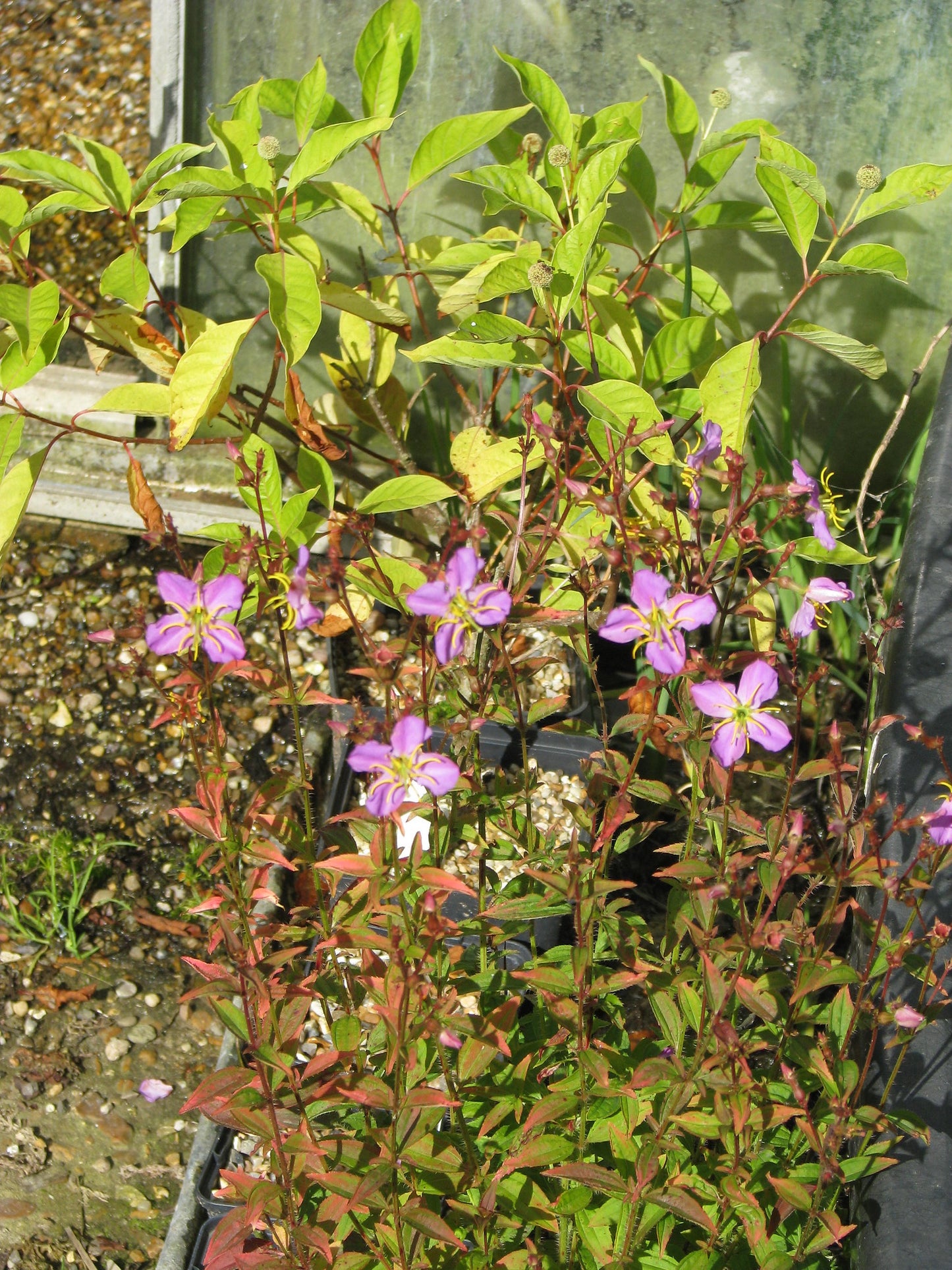 Maryland Meadow Beauty Rhexia mariana 100 Seeds