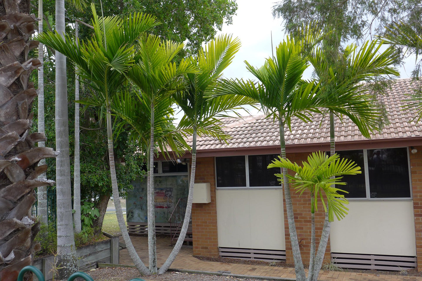 Macarthur Palm Ptychosperma macarthurii 5 Seeds