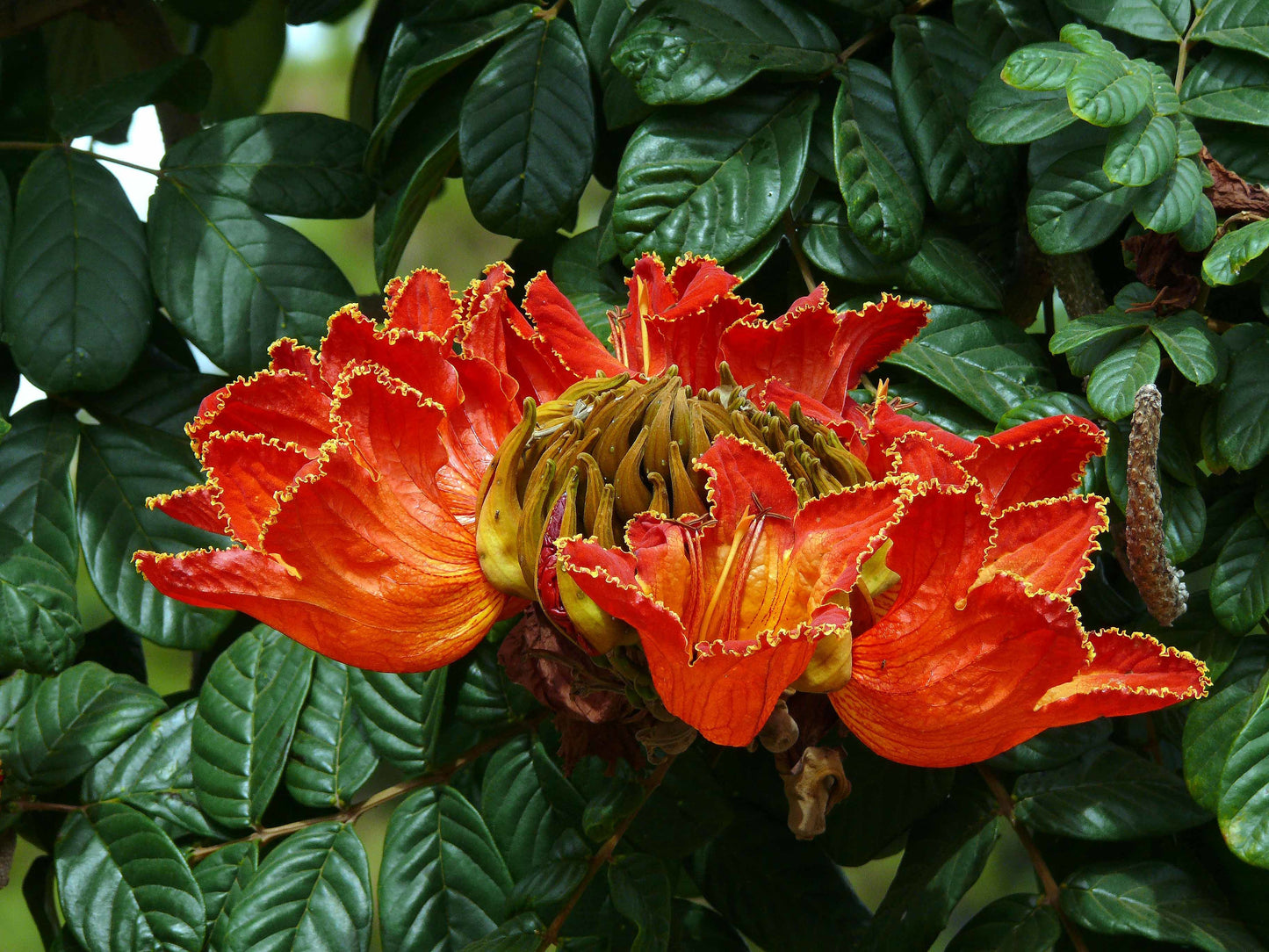 African Tulip Tree Spathodea campanulata 100 Seeds  USA Company