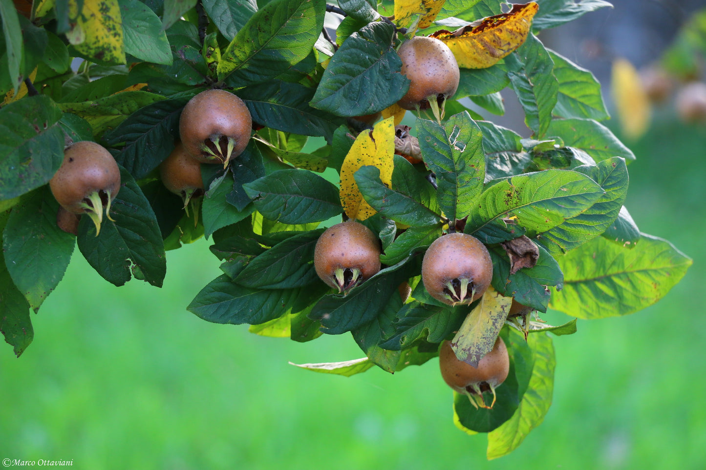 Medlar Mespilus germanica 100 Seeds   USA Company