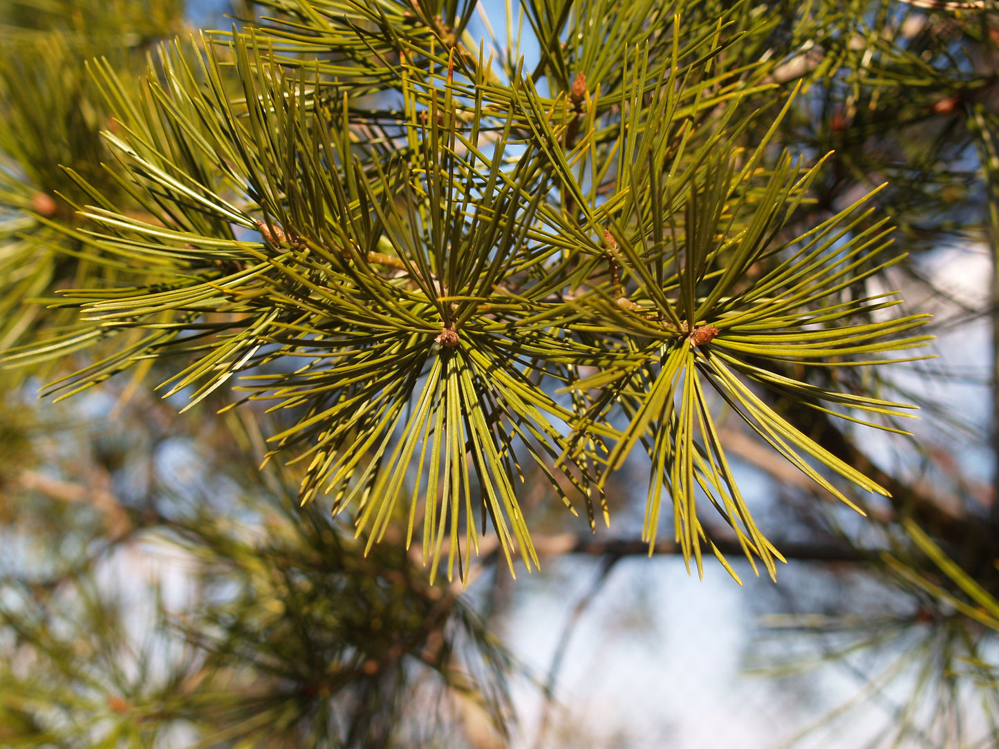 Lace Bark Pine  Pinus bungeana  20 Seeds   USA Company