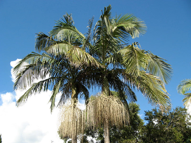 Bangalo Palm King Palm Archontophoenix cunninghamiana 50 Seeds USA Com