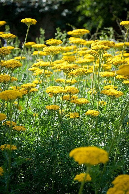 Gold Yarrow 100 Seeds Achillea filipendulina