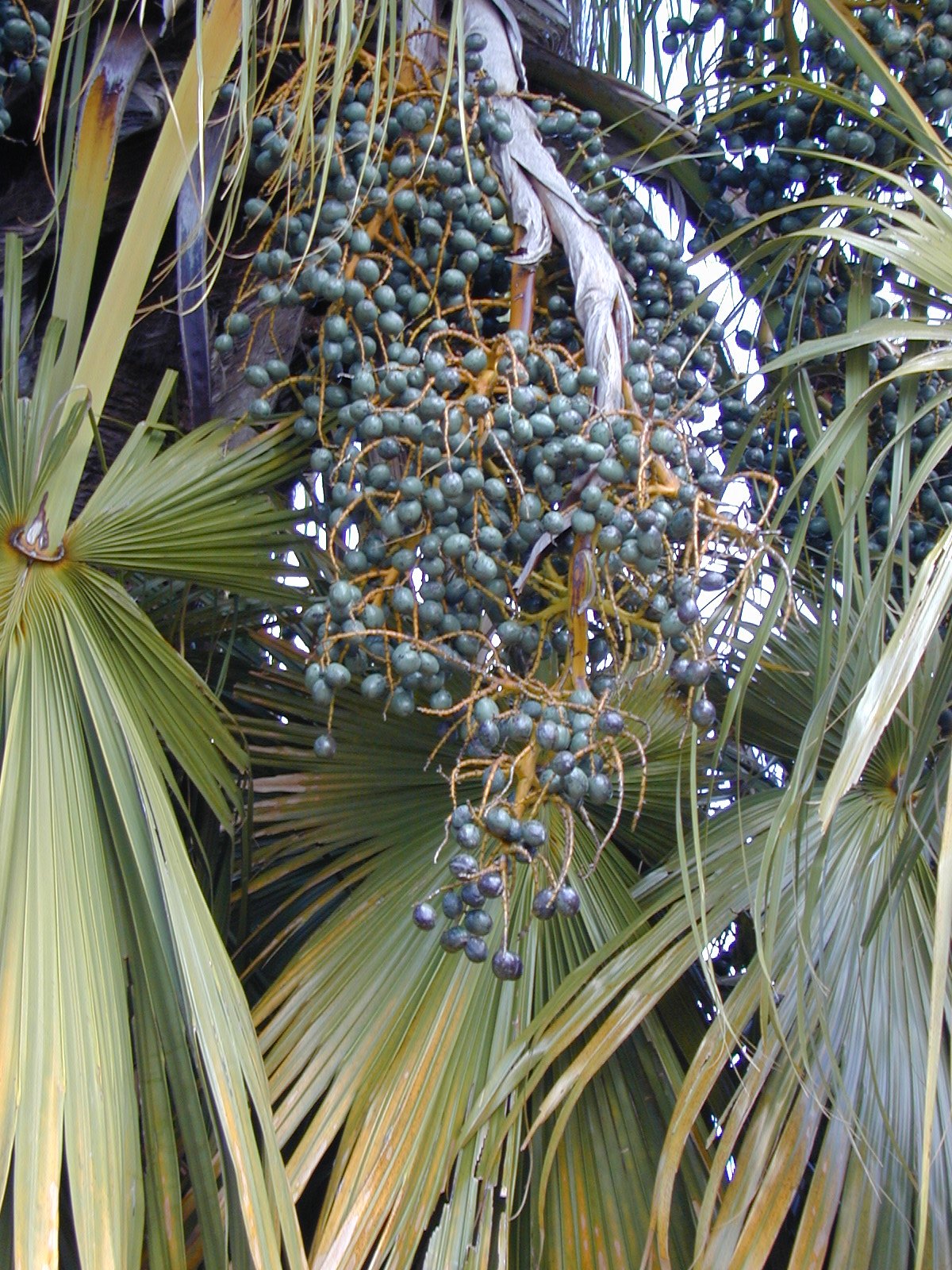 Chinese Fan Palm 10 Seeds Livistona chinensis