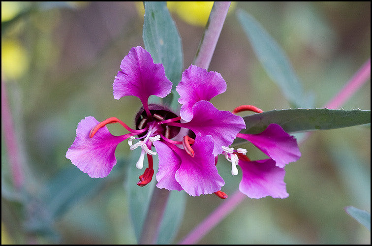 Elegant Clarkia Clarkia unguiculata 1000 seeds  USA Company