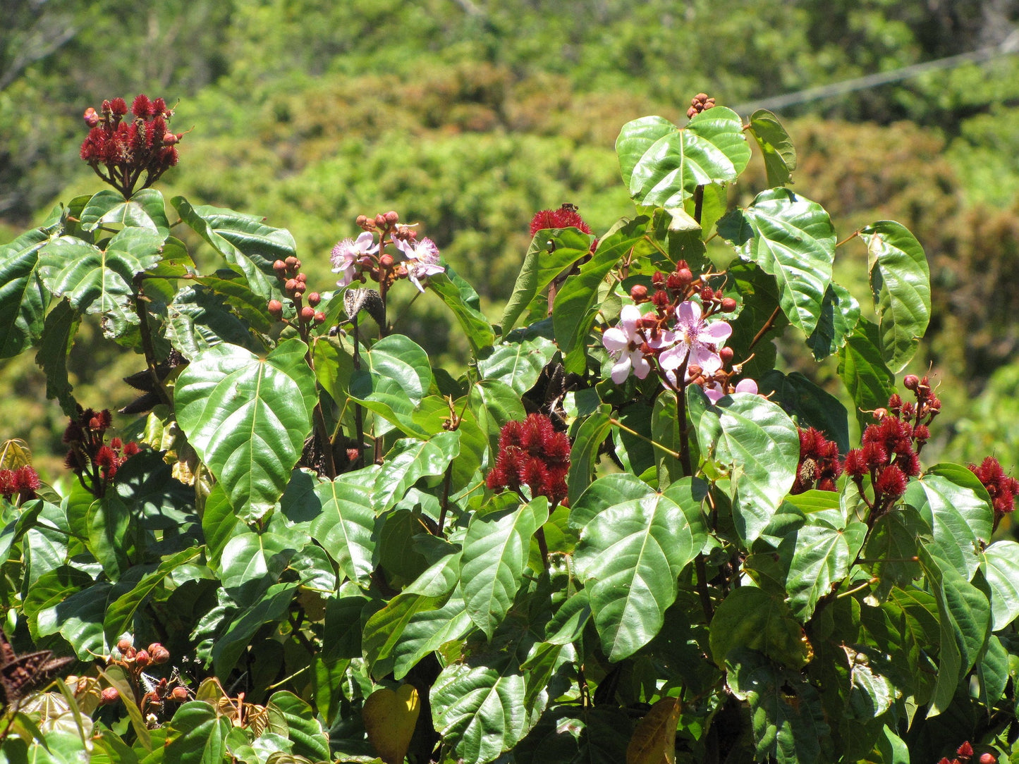 Annatto Lipstick Tree Bixa orellana 100 Seeds  USA Company