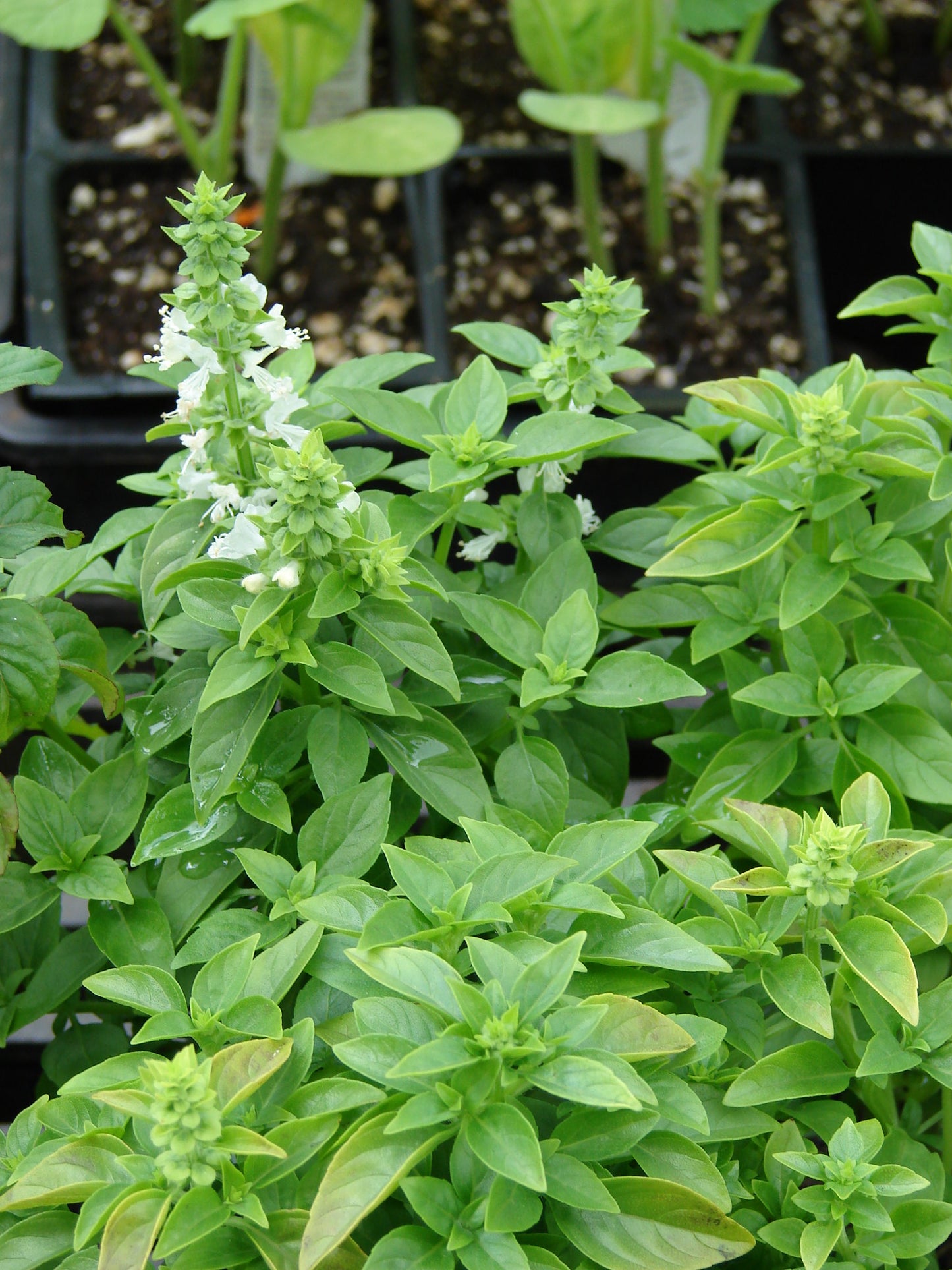 Basil 100 Seeds Ocimum basilicum