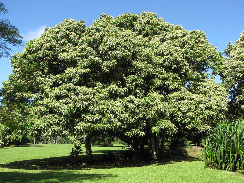 Candlenut Tree Aleurites moluccana 5 Seeds  USA Company
