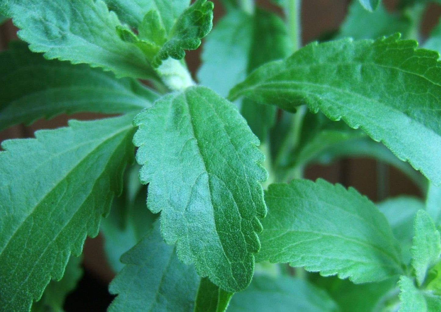 Stevia Sweetleaf Stevia rebaudiana 100 Seeds  USA Company