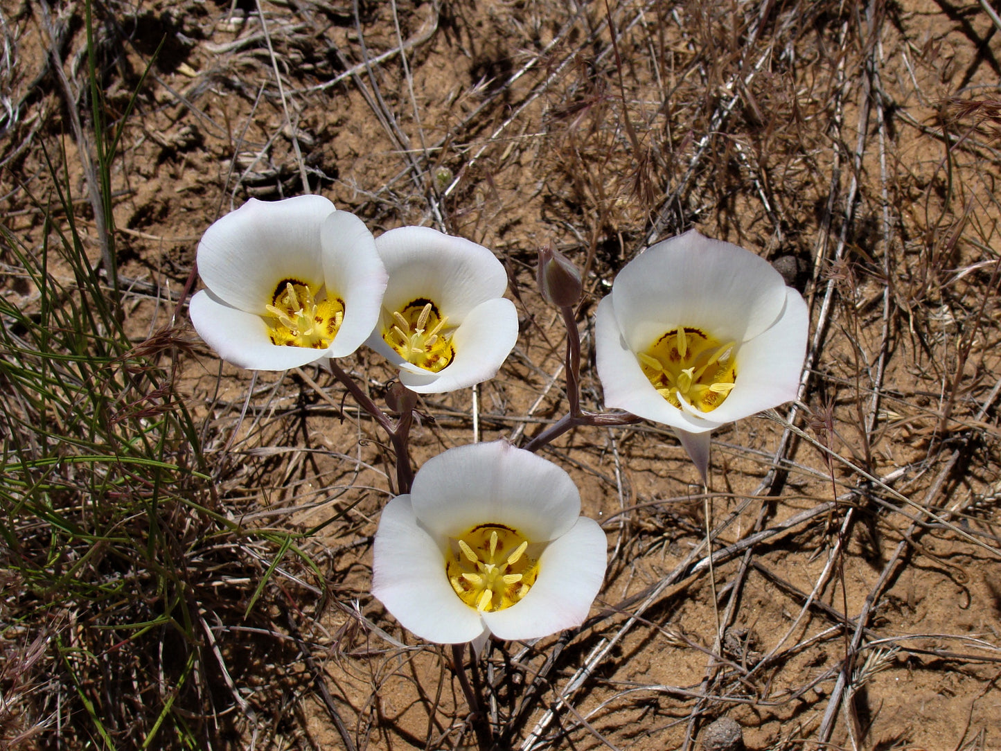 Sego Lily Calochortus nuttallii 10 Seeds