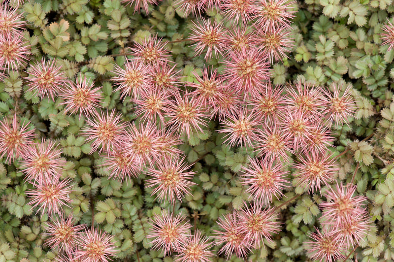 Purple Bidi-Bidi 20 Seeds Acaena inermis ‘Purpurea’