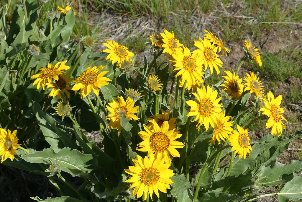 Arrowleaf Balsamroot Balsamorhiza sagittata 100 Seeds  USA Company