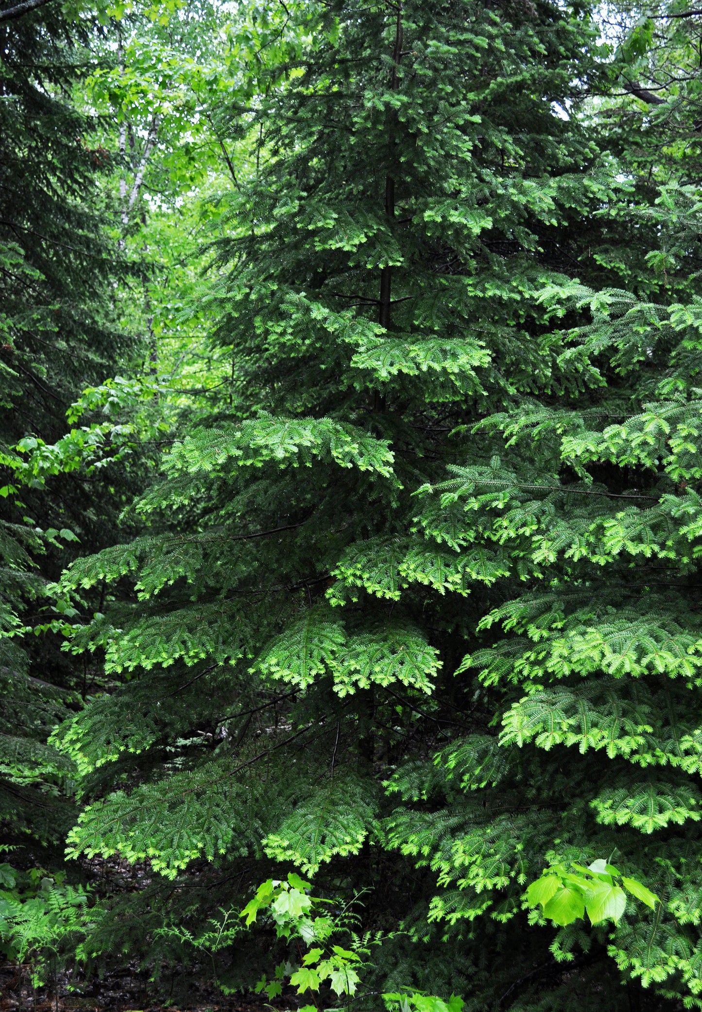 Balsam Fir Abies balsamea 10 Seeds  USA Company