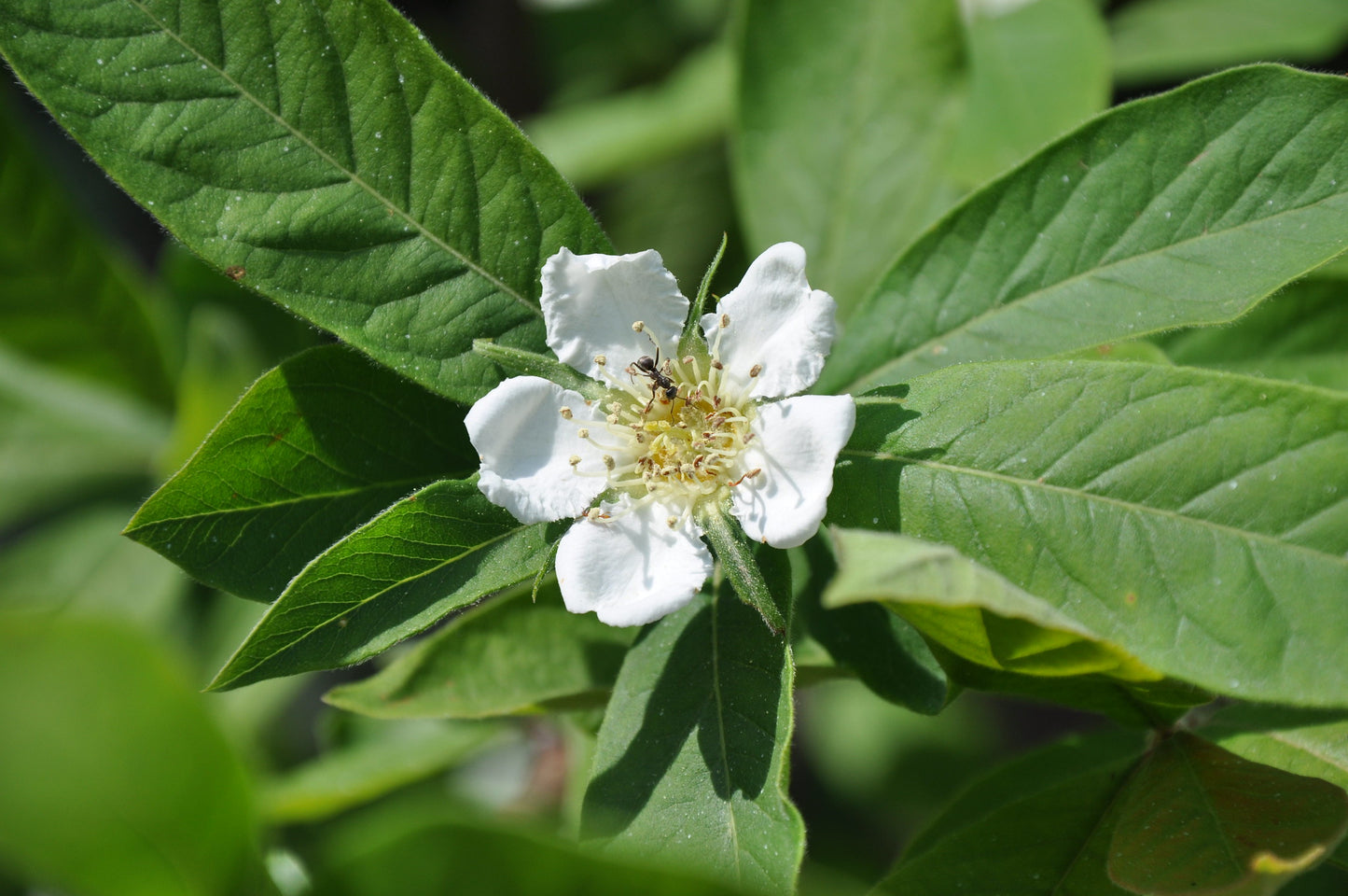 Medlar Mespilus germanica 100 Seeds   USA Company