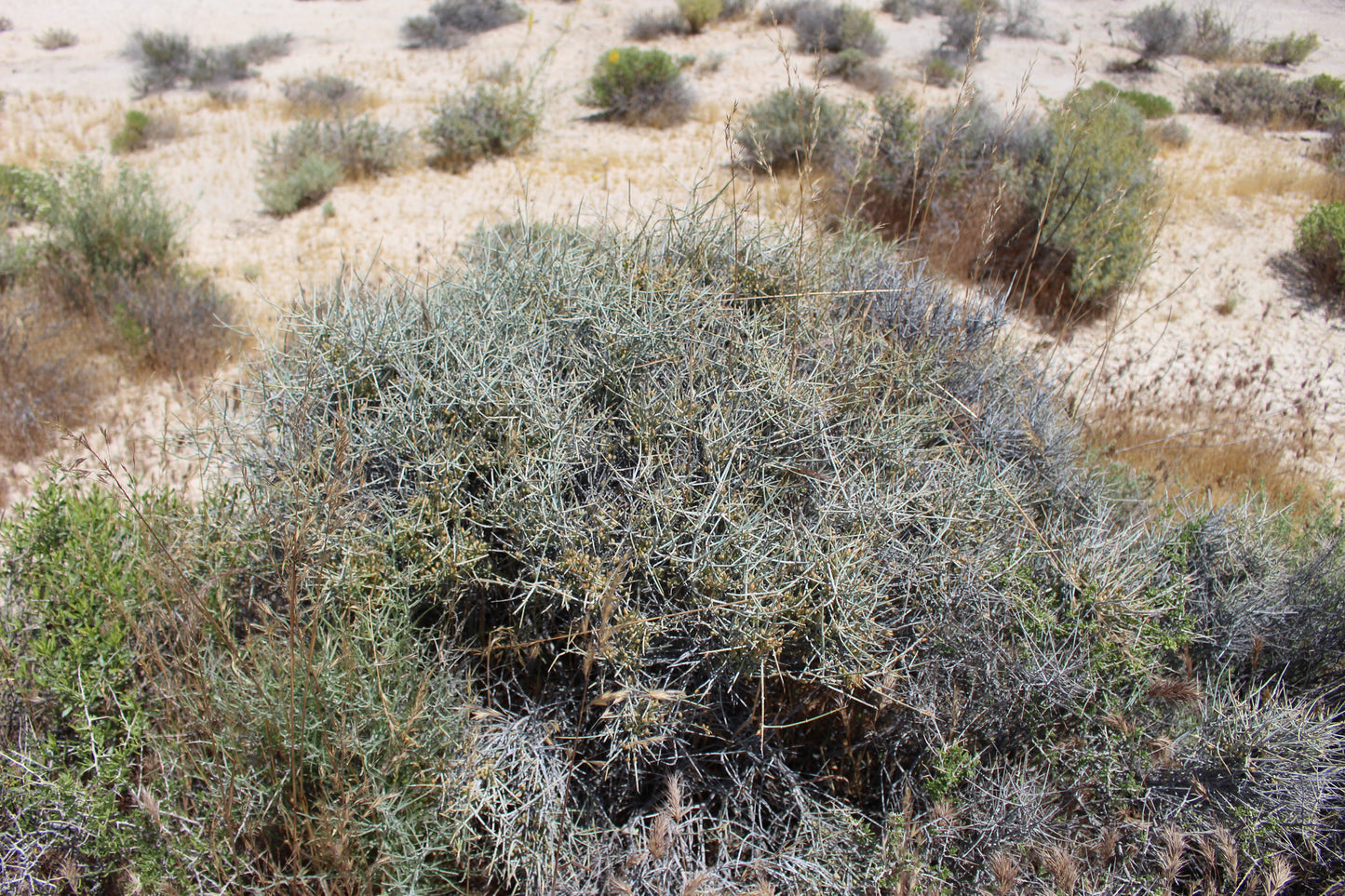 Nevada Jointfir Ephedra nevadensis 100 Seeds