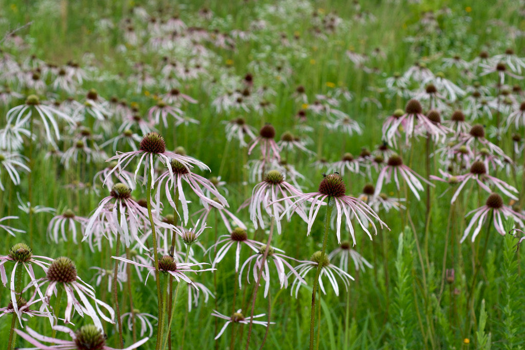 Pale Purple Coneflower 100 Seeds Echinacea pallida