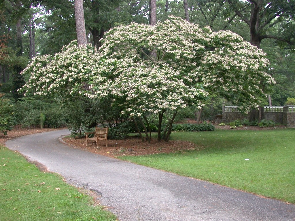 Harlequin Glorybower 20 Seeds Clerodendrum trichotomum