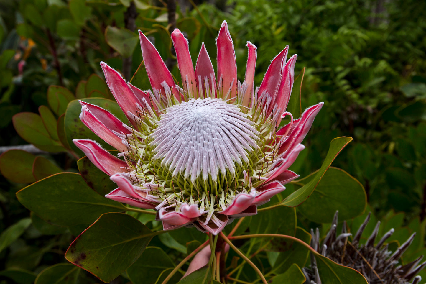 King protea 5 Seeds Protea cynaroides  USA Company