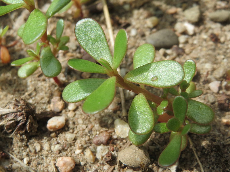 Purslane Portulaca oleracea 500 Seeds  USA Company