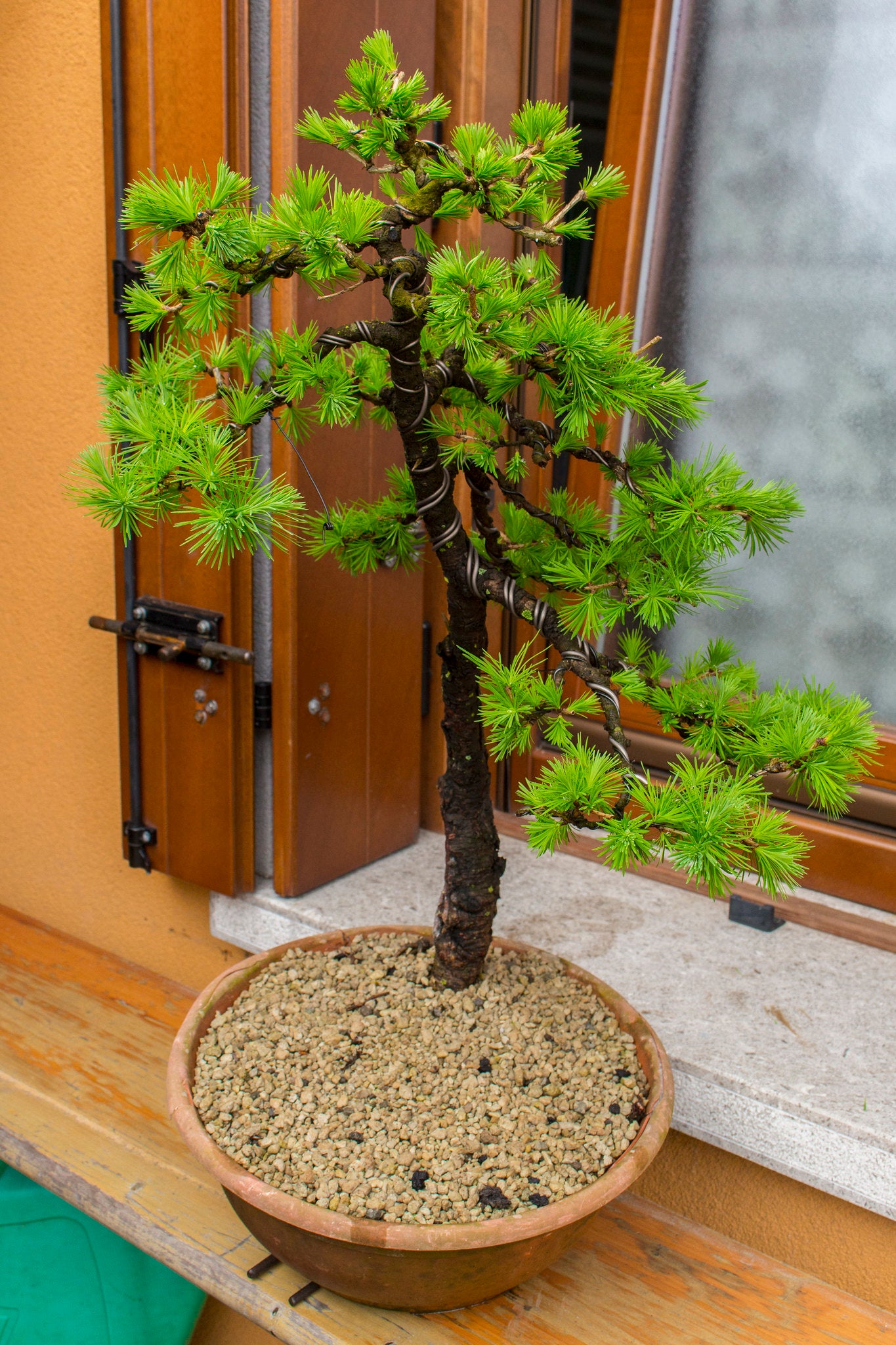 European Larch Larix decidua 100 Seeds  USA Company