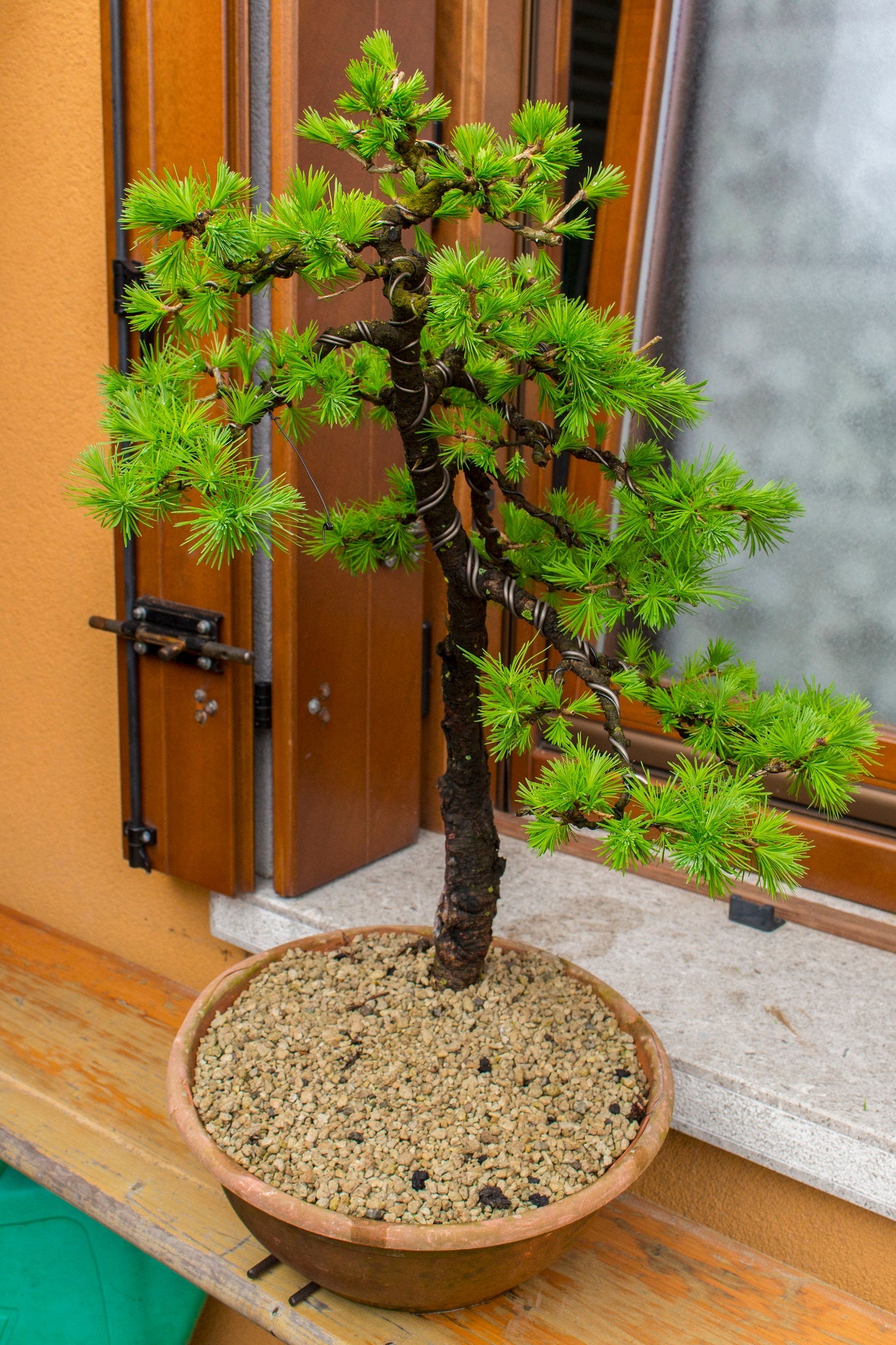 European Larch Larix decidua 500 Seeds  USA Company