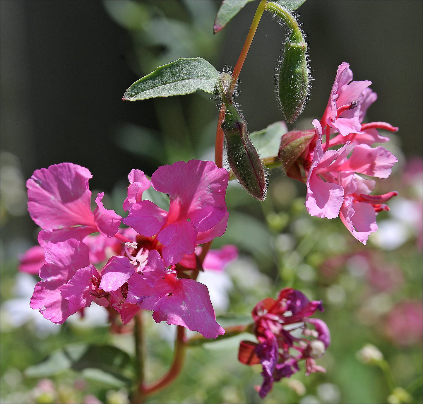 Elegant Clarkia Clarkia unguiculata 1000 seeds  USA Company