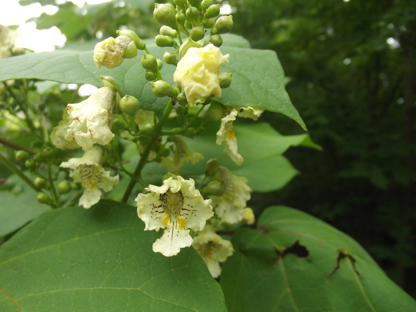 Yellow Catalpa  Catalpa ovata  100 Seeds  USA Company