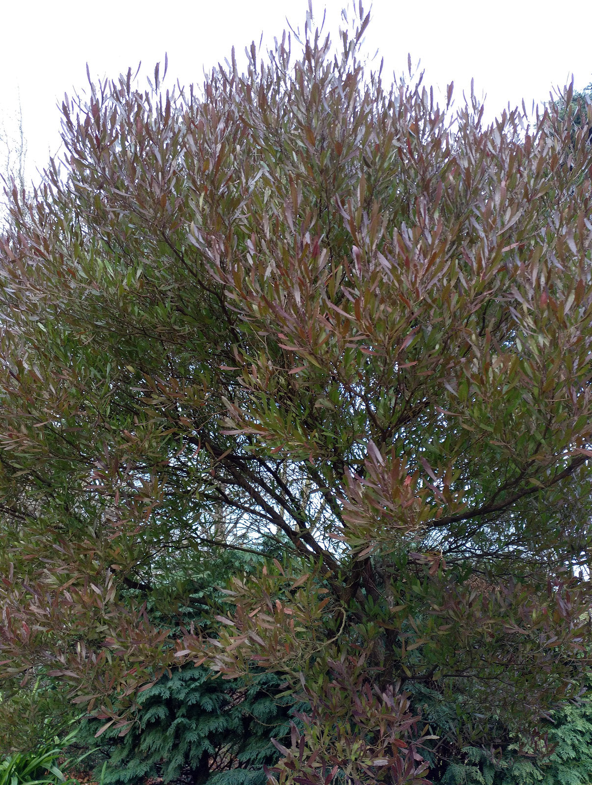 Purple Hopbush 10 Seeds Dodonaea viscosa