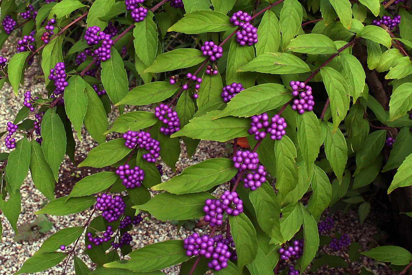 Purple Beautyberry Callicarpa dichotoma 200 Seeds  USA Company