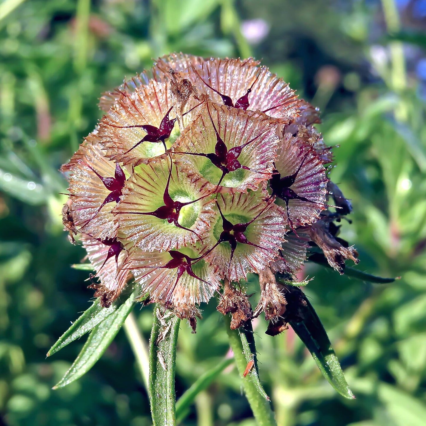 Starflower Pincushion Flower Scabiosa stellata 500 Seeds  USA Company