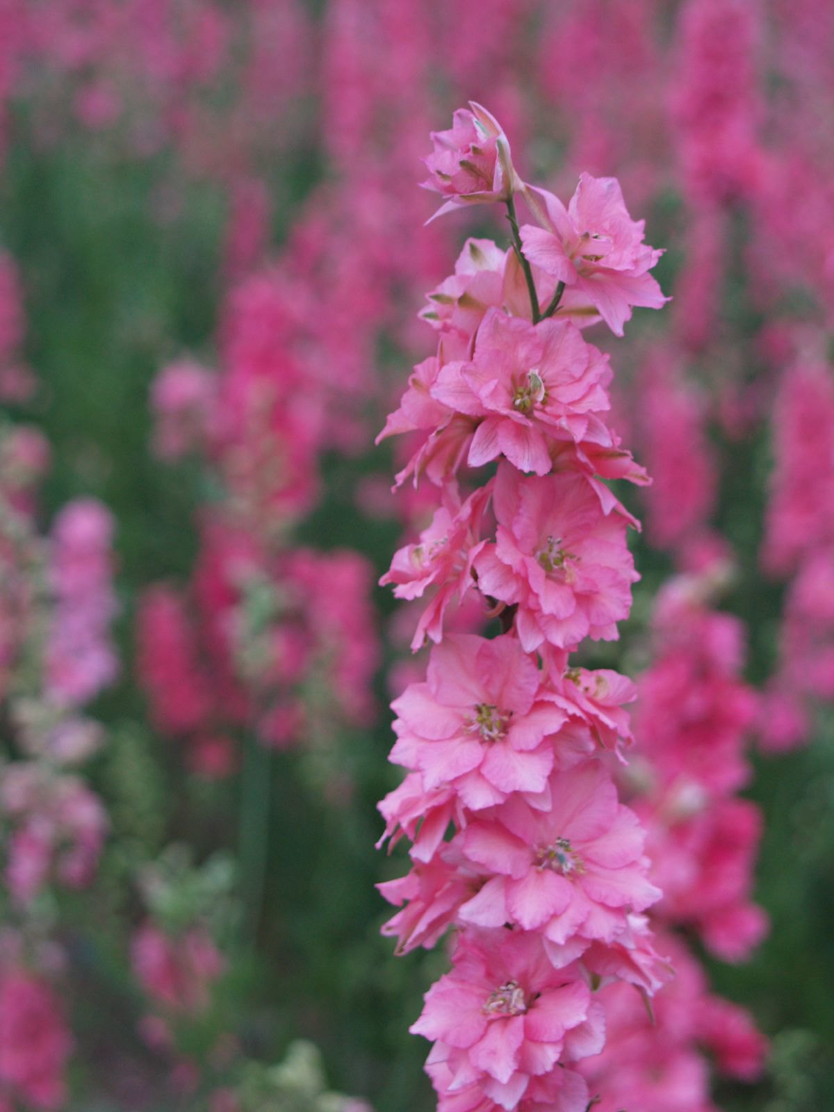 Pink Larkspur 100 Seeds Delphinium consolida