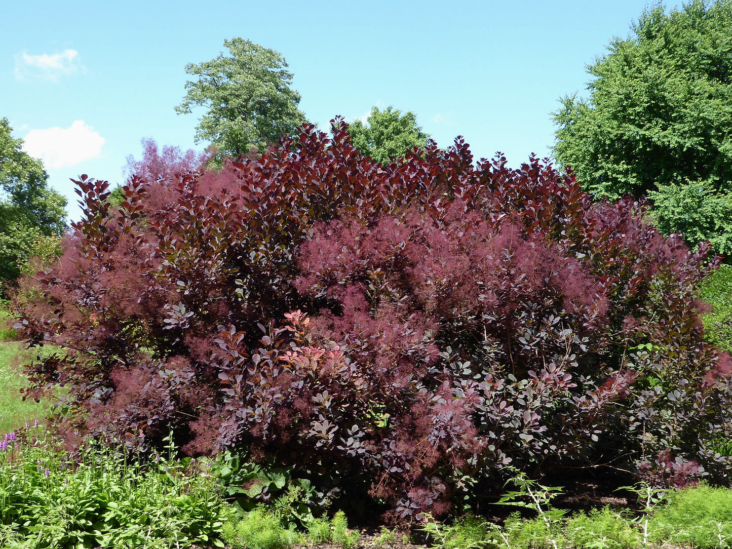 Purple Smoke Tree Cotinus coggygria 20 Seeds  USA Company