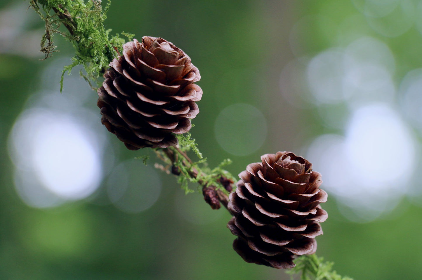 European Larch Larix decidua 100 Seeds  USA Company