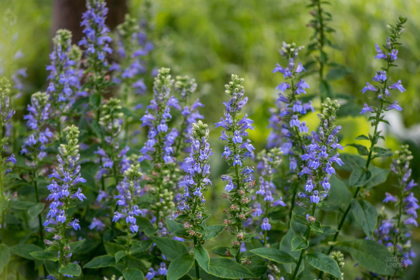 Great Blue Lobelia Lobelia siphilitica 100 Seeds