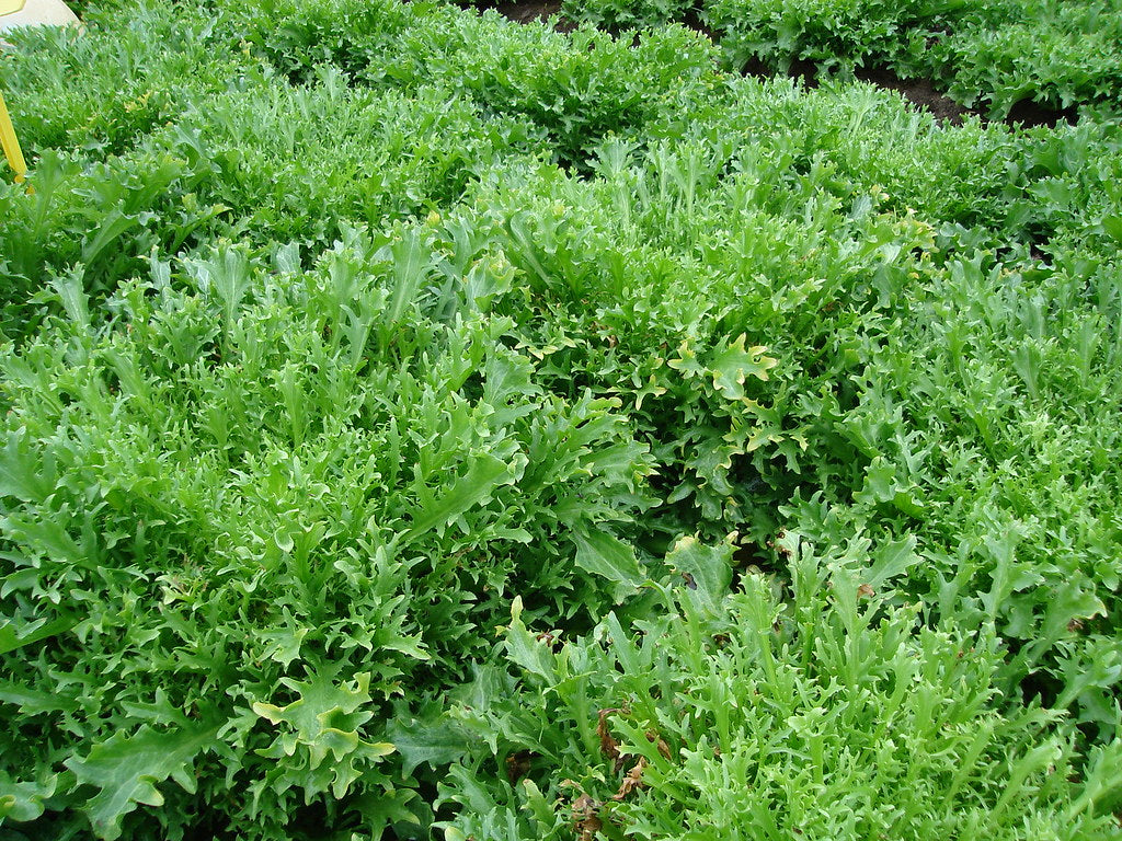 Endive 100 Seeds Cichorium intybus