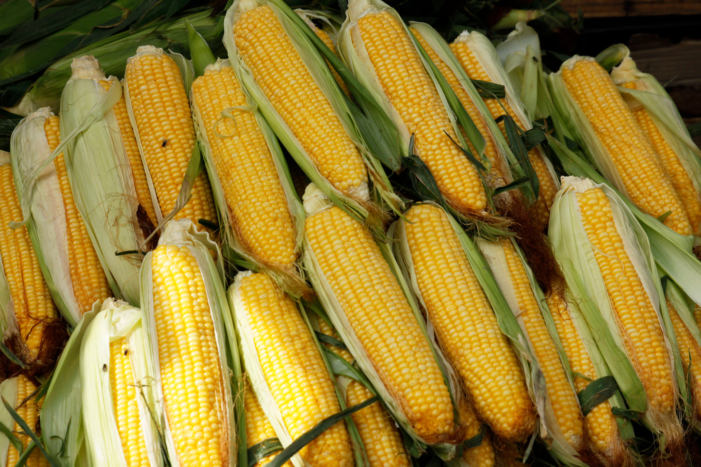 Sweet Yellow Corn 10 Seeds Zea Maize