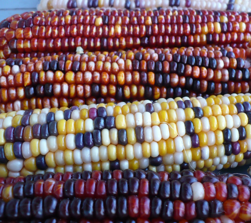 Rainbow Indian Corn 20 Seeds Zea mays