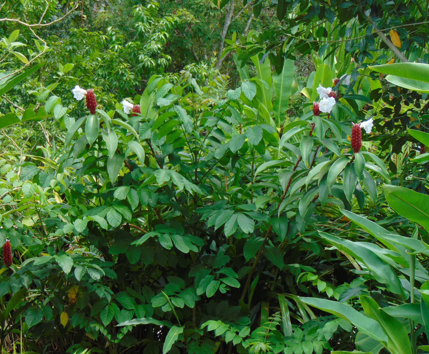 Crepe ginger 5 Seeds Costus speciosus