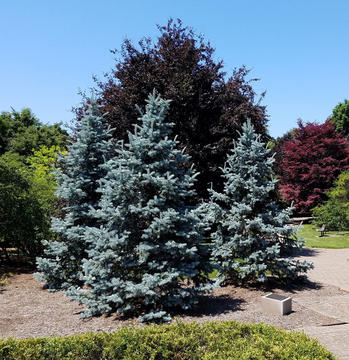 Blue Spruce Picea pungens 100 Seeds