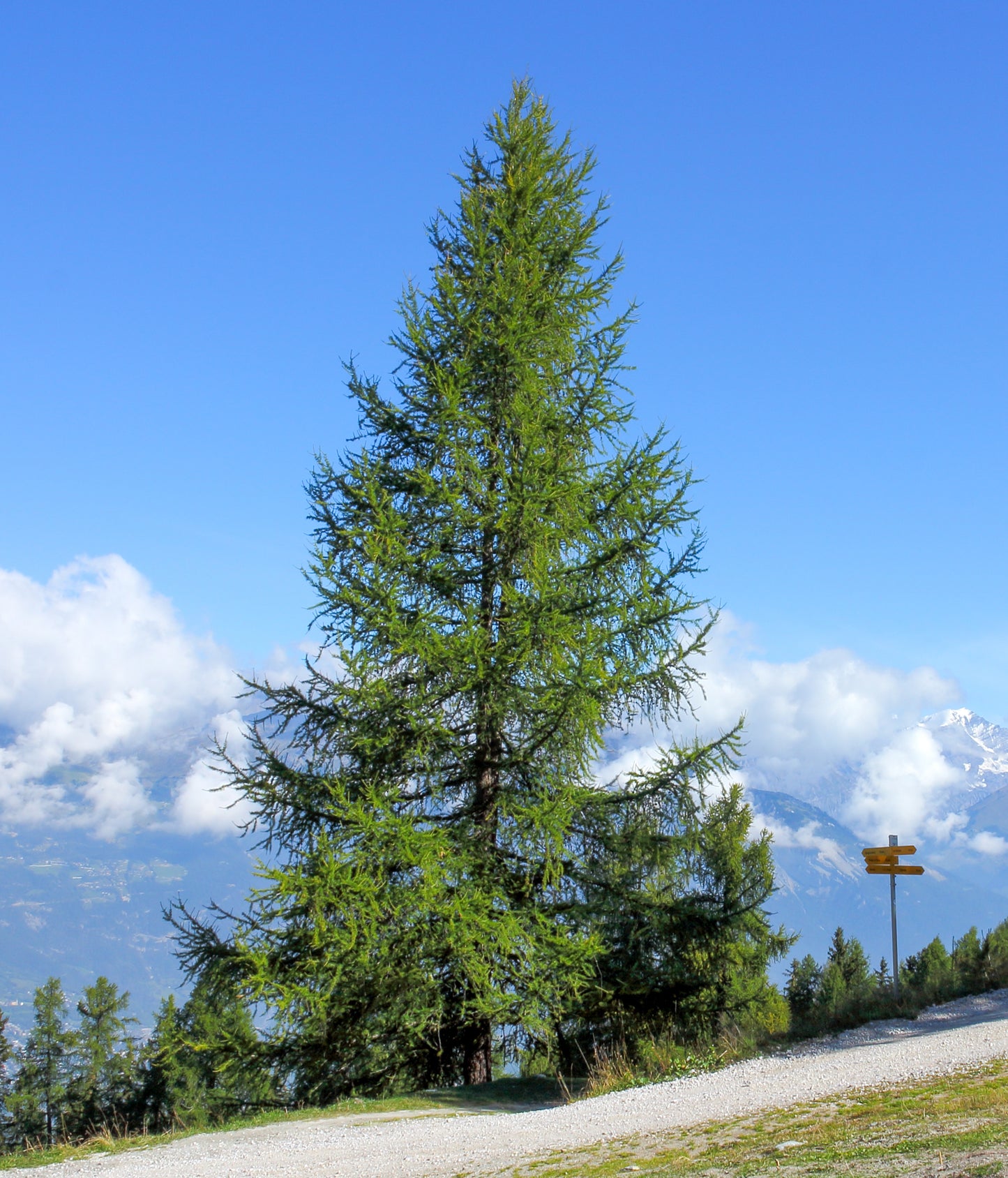 European Larch Larix decidua 100 Seeds  USA Company