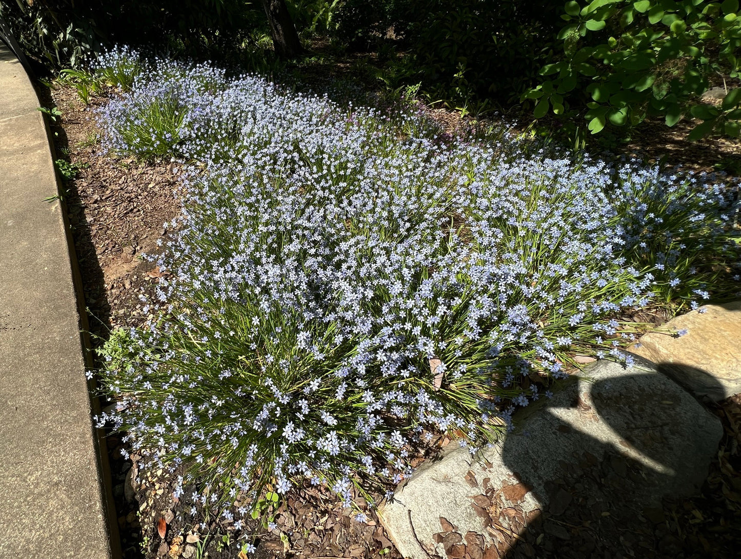 Blue-Eyed Grass 100 Seeds Sisyrinchium angustifolium